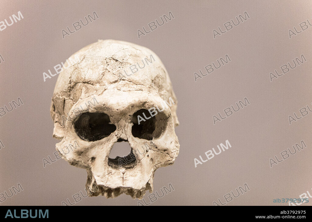 Skull of Homo erectus, a hominin that lived from about 1.9 million years ago to 143,000 years ago. This skull, found in Dmanisi, Republic of Georgia, is about 1.77 million years old. Cast of the original skull. Specimen number: D2700.