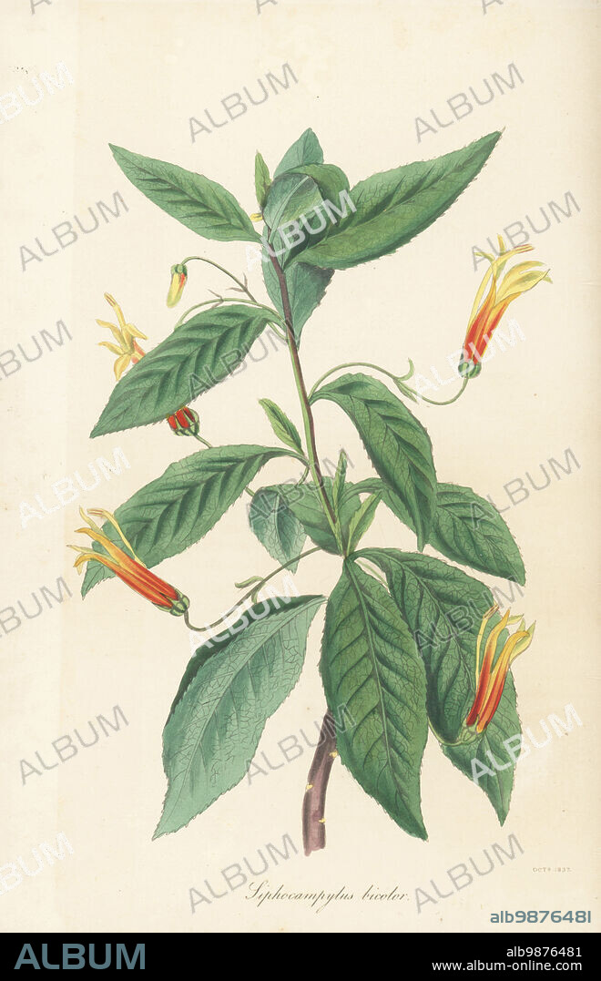 Mexican lobelia, aretitos, acaxochitl or chilpanxochitl, Lobelia laxiflora subsp. laxiflora. Native to the Americas, sent from Georgia by Alexander Gordon to Lowe & Co nursery., Clapton. Two-coloured siphocampylus, Siphocampylus bicolor. Handcoloured engraving from Joseph Paxtons Magazine of Botany, and Register of Flowering Plants, Volume 4, Orr and Smith, London, 1837.