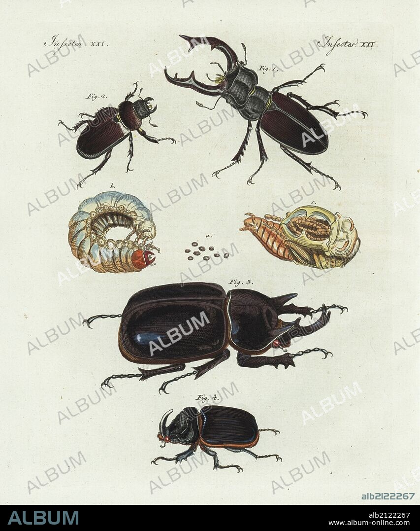 Stag beetle, Lucanus cervus, male 1, female 2, eggs deposited in rotten oak a, 4-year-old larva b, nymph c, rhinoceros beetle, Megasoma actaeon Scarabaeus actaeon 3,4, and European rhinoceros beetle, Oryctes nasicornis 5,6. Handcoloured copperplate engraving from Bertuch's "Bilderbuch fur Kinder" (Picture Book for Children), Weimar, 1798. Friedrich Johann Bertuch (1747-1822) was a German publisher and man of arts most famous for his 12-volume encyclopedia for children illustrated with 1,200 engraved plates on natural history, science, costume, mythology, etc., published from 1790-1830.