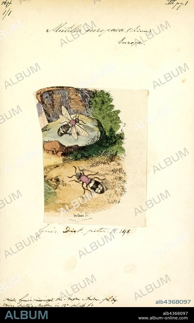 Mutilla, Print, Mutilla is a genus of parasitoid wasp belonging to the family Mutillidae.