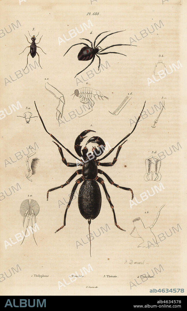 Giant whip scorpion, Mastigoproctus giganteus, beetle, Theratus species, and cobweb spider, Theridion species. Thelyphone, Themisto, Therate, Theridion. Handcoloured steel engraving by August Dumenil from Felix-Edouard Guerin-Meneville's Dictionnaire Pittoresque d'Histoire Naturelle (Picturesque Dictionary of Natural History), Paris, 1834-39.