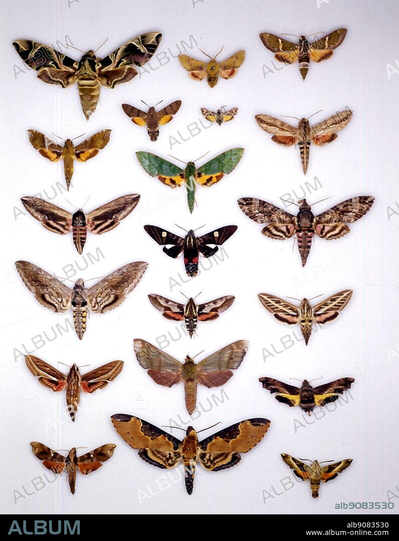 Butterflies moths top left to bottom Daphnis nerii Xylophanes