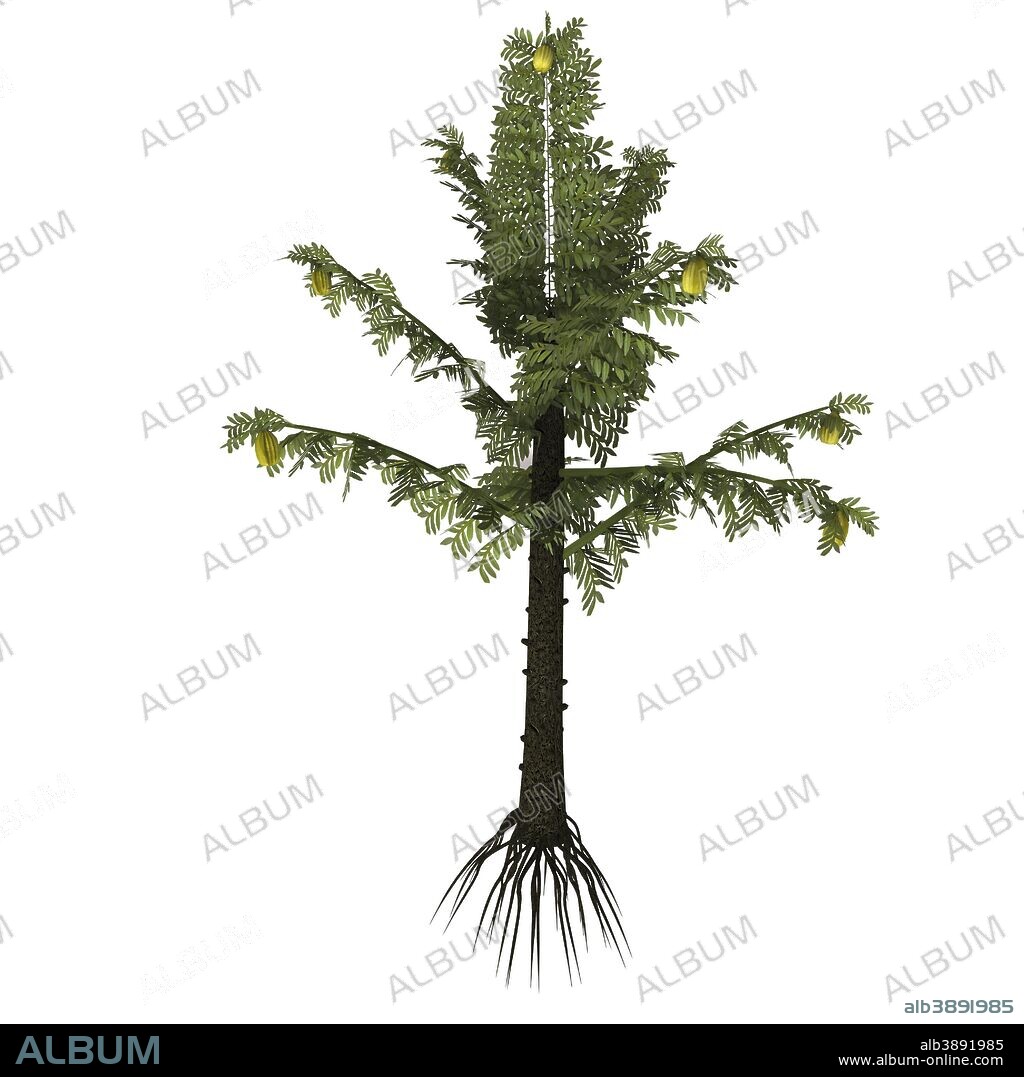 Alethopteris is a prehistoric plant genus of seed fern that existed in the Carboniferous Period.