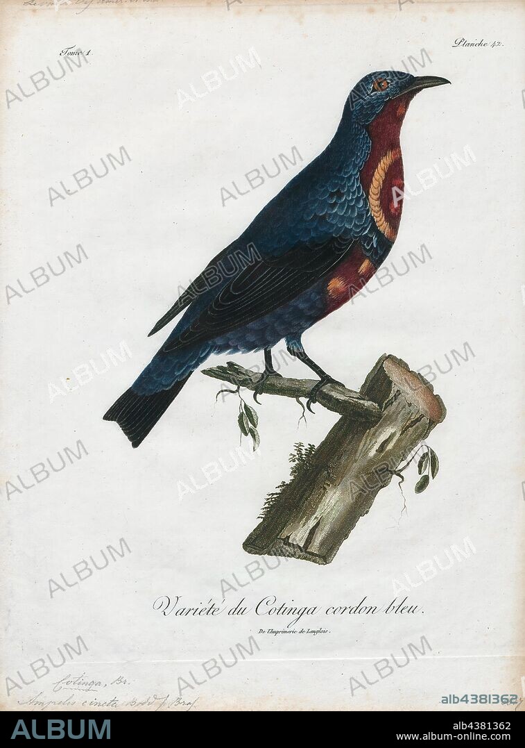 Cotinga cincta, Print, The cotingas are a large family, Cotingidae, of suboscine passerine birds found in Central America and tropical South America. Cotingas are birds of forests or forest edges, that are primary frugivorous. They all have broad bills with hooked tips, rounded wings, and strong legs. They range in size from 12–13 cm (4.7–5.1 in) of the fiery-throated fruiteater (Pipreola chlorolepidota) up to 48–51 cm (19–20 in) of the Amazonian umbrellabird (Cephalopterus ornatus)., 1801.