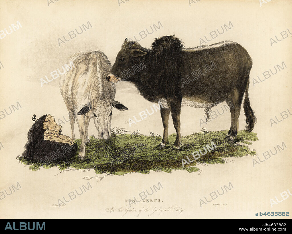 Zebu, indicine cattle or humped cattle, Bos primigenius indicus The Zebus in the Gardens of the Zoological Society. Handcoloured copperplate engraved by Russell after an illustration by Horace S. Smith from William Smellies translation of Count Georges Buffons History of the Earth and Animated Nature, Thomas Kelly, London, 1829.