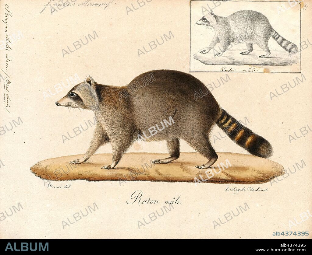 Procyon lotor, Print, The raccoon, sometimes spelled racoon, also known as the common raccoon, North American raccoon, northern raccoon, or coon, is a medium-sized mammal native to North America. The raccoon is the largest of the procyonid family, having a body length of 40 to 70 cm (16 to 28 in) and a body weight of 5 to 26 kg (11 to 57 lb). Its grayish coat mostly consists of dense underfur which insulates it against cold weather. Three of the raccoon's most distinctive features are its extremely dexterous front paws, its facial mask, and its ringed tail, which are themes in the mythologies of the indigenous peoples of the Americas. Raccoons are noted for their intelligence, with studies showing that they are able to remember the solution to tasks for at least three years. They are usually nocturnal and omnivorous, eating about 40% invertebrates, 33% plants, and 27% vertebrates., 1700-1880.