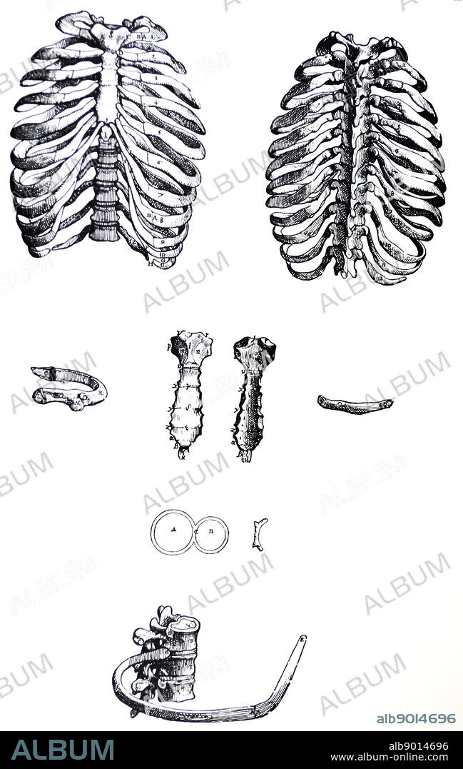 The Plates from the First Book of the De Humani Corporis Fabrica by Andreas Vesalius, (1514-1564) Plate 13 - The first figure of the nineteenth chapter represents from the anterior aspect the entire assembly of the bones of the thorax, that is, the twelve vertebrae and the twelve pairs of ribs together with the pectoral bone which is formed from several bones.