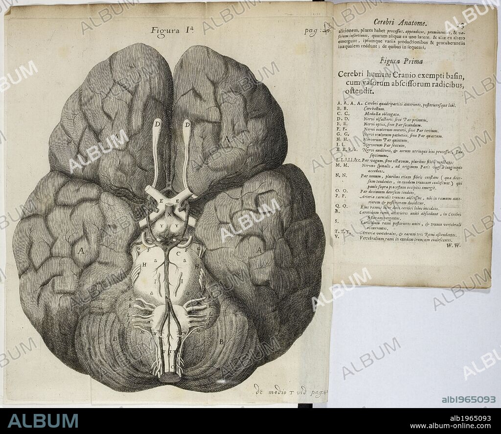 THOMAS WILLIS. A drawing of a brain. Cerebri anatome, cui accessit nervorum descriptio et usus. Londini, 1664. Source: 1607/109, page 13 and opposite.