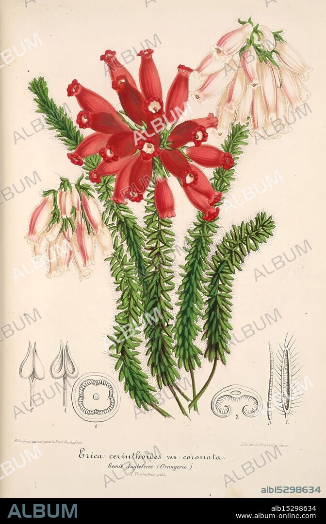 L'Illustration horticole, Gand, Belgium, Imprimerie et lithographie de F. et E. Gyselnyck, 1854-1896, floriculture, gardening, greenhouses, horticulture, periodicals, A botanical illustration featuring a vibrant arrangement of the plant species Erica ciliolobida var. cionita. The central focus is on the striking red tubular flowers, surrounded by delicate green foliage. To the sides, there are detailed depictions of flower structures, including dissection views of individual petals and reproductive parts, showcasing the plant's intricate anatomy. The composition reflects a meticulous study of this species, highlighting both the beauty and complexity of its form.