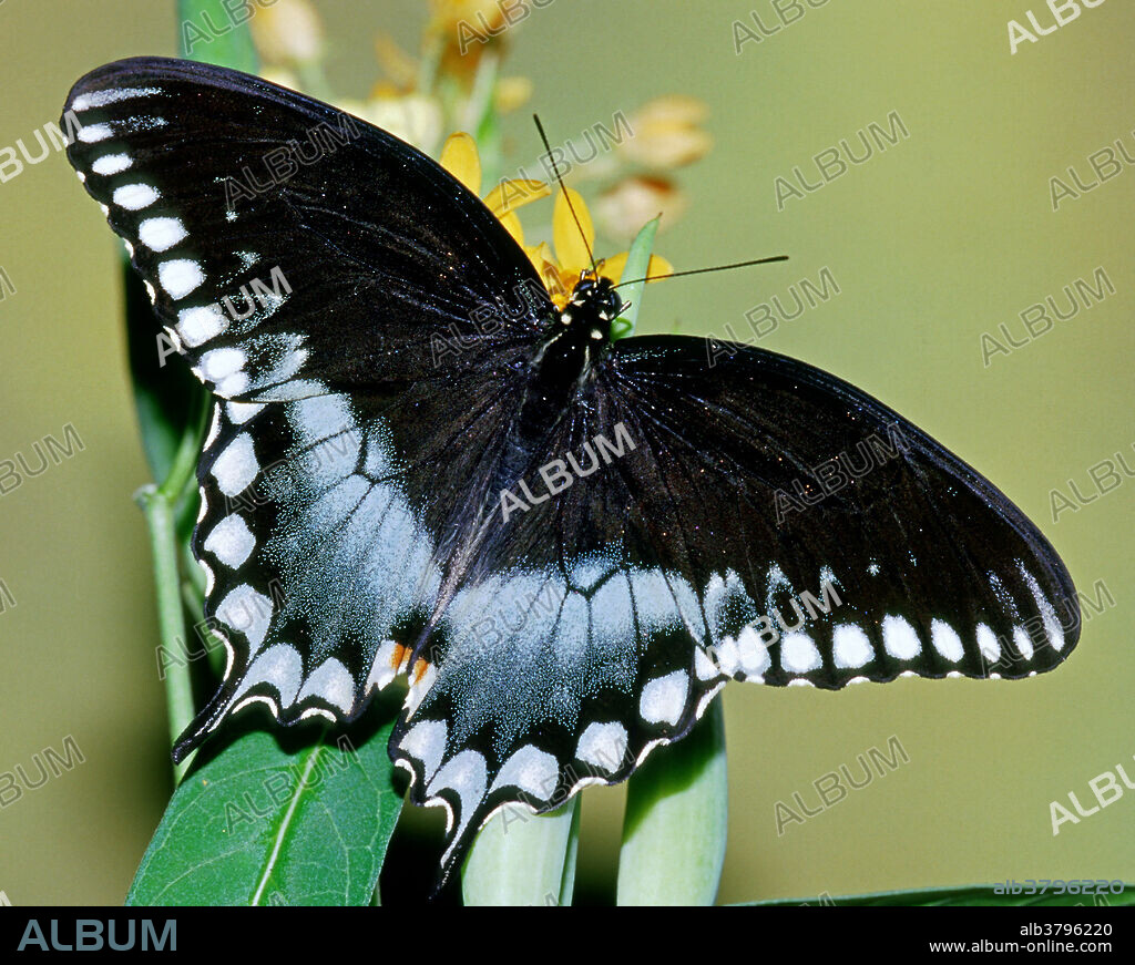 A close up of a Spicebush Swallowtail Butterfly (Papilia pterouros troilus), aka: Green-clouded Swallowtail, shot in Florida.