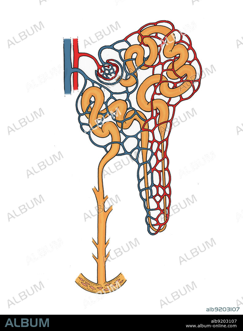 Illustration of the nephron (the basic structural and functional unit of the kidney), showing glomerulus, bowman's capsule, proximal convoluted tubule, capillary network, descending limb, loop of henle, ascending limb, minor calyx, renal papilla, collecting tubule, distal convoluted tubule, renal artery, and renal vein.