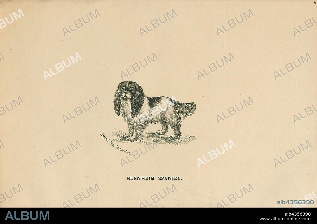 Canis lupus familiaris, Print, The domestic dog (Canis lupus familiaris when considered a subspecies of the wolf or Canis familiaris when considered a distinct species) is a member of the genus Canis (canines), which forms part of the wolf-like canids, and is the most widely abundant terrestrial carnivore. The dog and the extant gray wolf are sister taxa as modern wolves are not closely related to the wolves that were first domesticated, which implies that the direct ancestor of the dog is extinct. The dog was the first species to be domesticated and has been selectively bred over millennia for various behaviors, sensory capabilities, and physical attributes., 1700-1880.