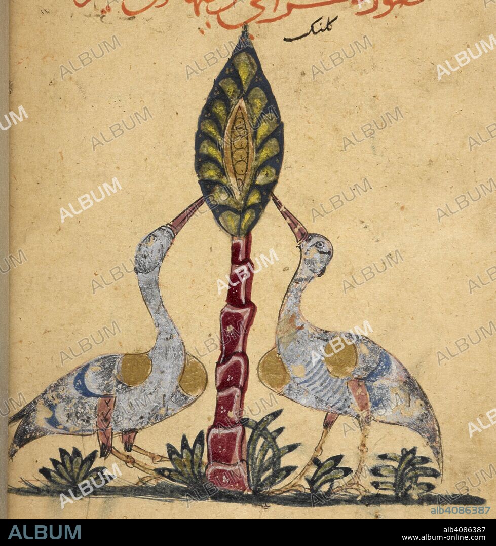 ARISTOTELES et IBN BAKHTISHU'. Two cranes. Kitab Na't al-hayawan (book of the characteristics of animals). Middle East, 13th century. A treatise on animals and the medical properties of the various parts of their bodies, compiled from works of Aristotle and Ibn Bakhtishu'. Source: Or. 2784 f.225v. Language: Arabic.