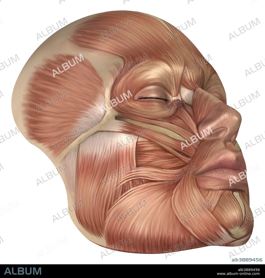 Anatomy of human face muscles.