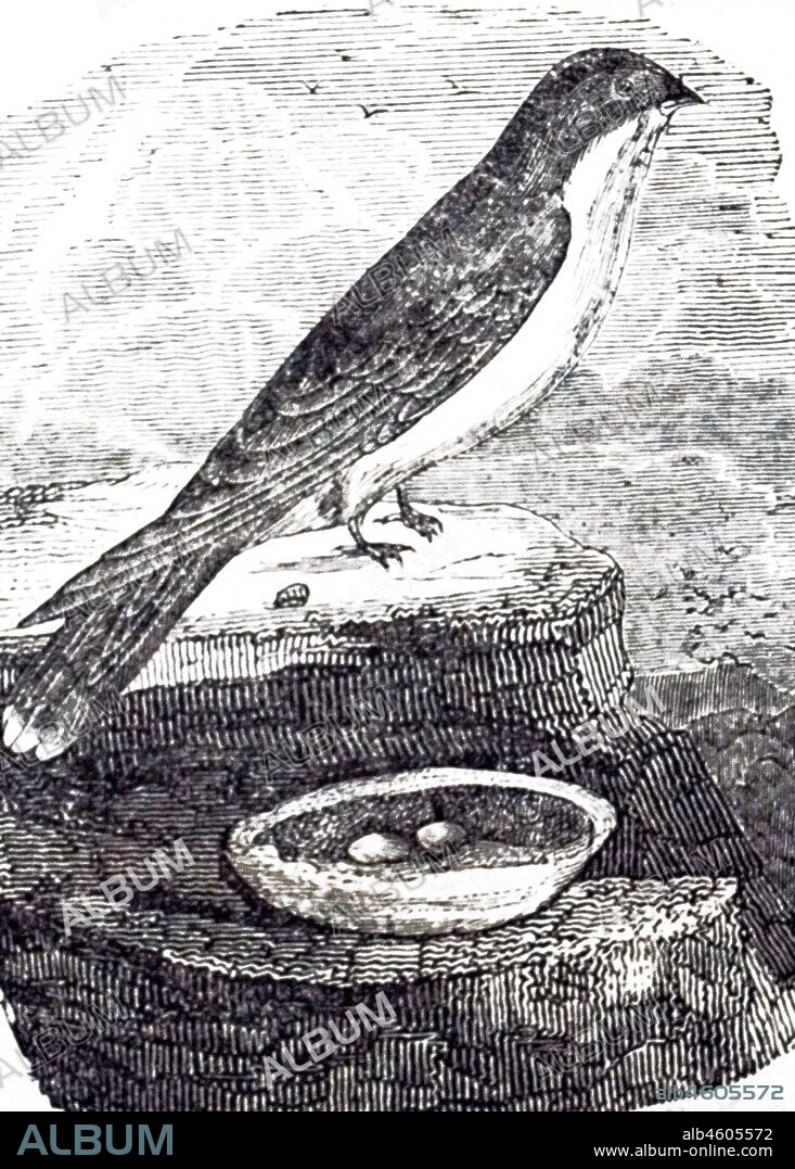 An engraving depicting an Esculent Swallow. The nest of this bird is considered a great delicacy by the Chinese. Dated 19th century.
