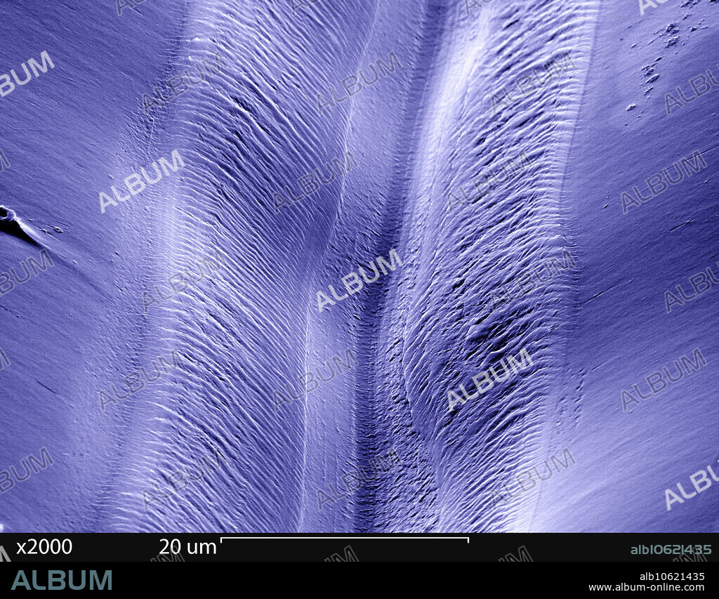 False color scanning electron microscope image of a vinyl record. A record is used to store sound. It is produced by a machine with a head which vibrates in time to the sound being recorded. This cuts a groove in the record which varies according to the vibrations. A needle can then reproduce these vibrations as it runs along the groove and these, when amplified, produce the original sound.