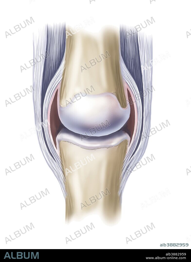 Typical synovial joint.
