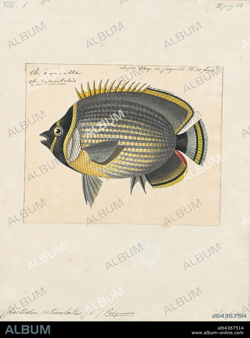 Chaetodon reticulatus, Print, The mailed butterflyfish (Chaetodon reticulatus) is a species of butterflyfish found at depths of from 1 to 30 metres (3.3 to 98.4 ft) on reefs in the central and western Pacific Ocean. It grows to a length of 18 centimetres (7.1 in) TL and can be found in the aquarium trade. It is also of minor importance to local commercial fisheries., 1700-1880.