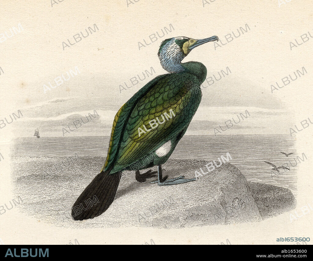 The Cormorant, drawn by Edouard Travies, engraved by Nargeot and sons.