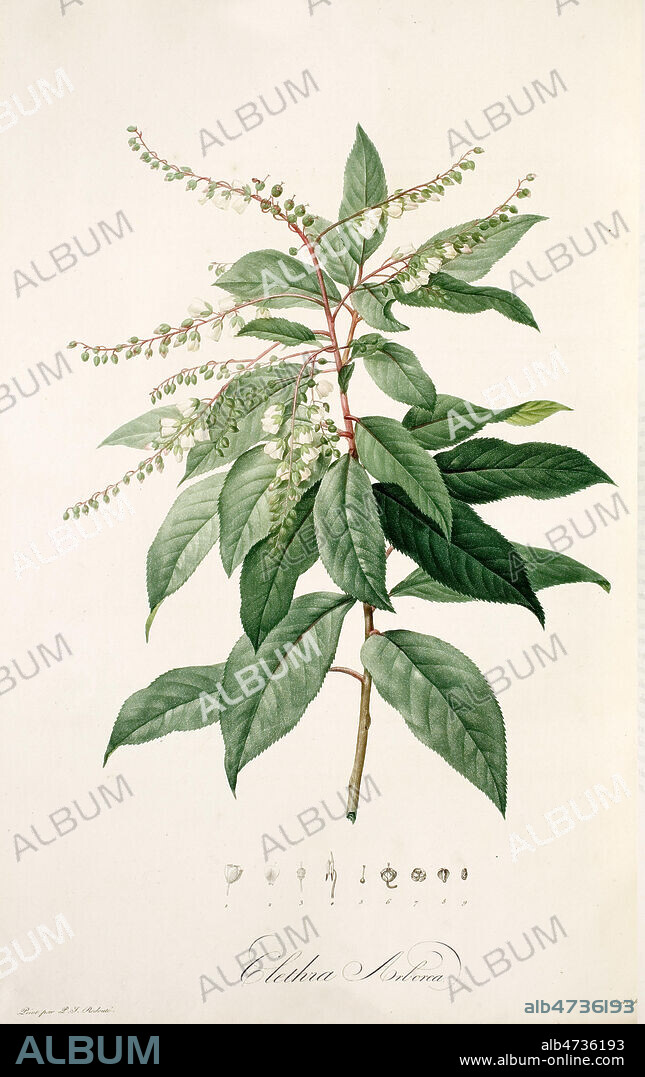 Clethra Arborea Muguet en arbre Dessin de Pierre-Joseph REDOUTE (1759-1840). Planche Botanique in Choix des plus belles fleurs, dédié à LL. AA. RR. les Princesses Louise et Marie d'Orléans, 1827-1833. Credit MIGNY/KHARBINE TAPABOR.