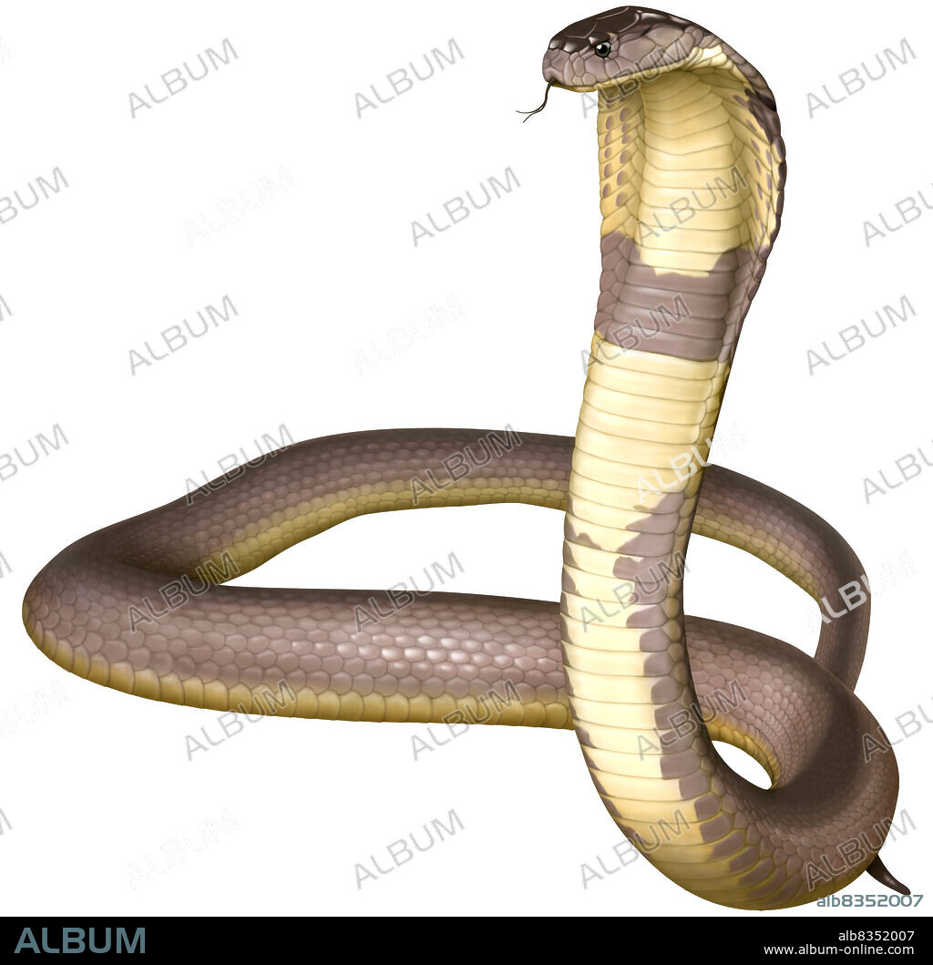 Venomous snake found in tropical regions of Asia and Africa; it inflates its neck when threatened.