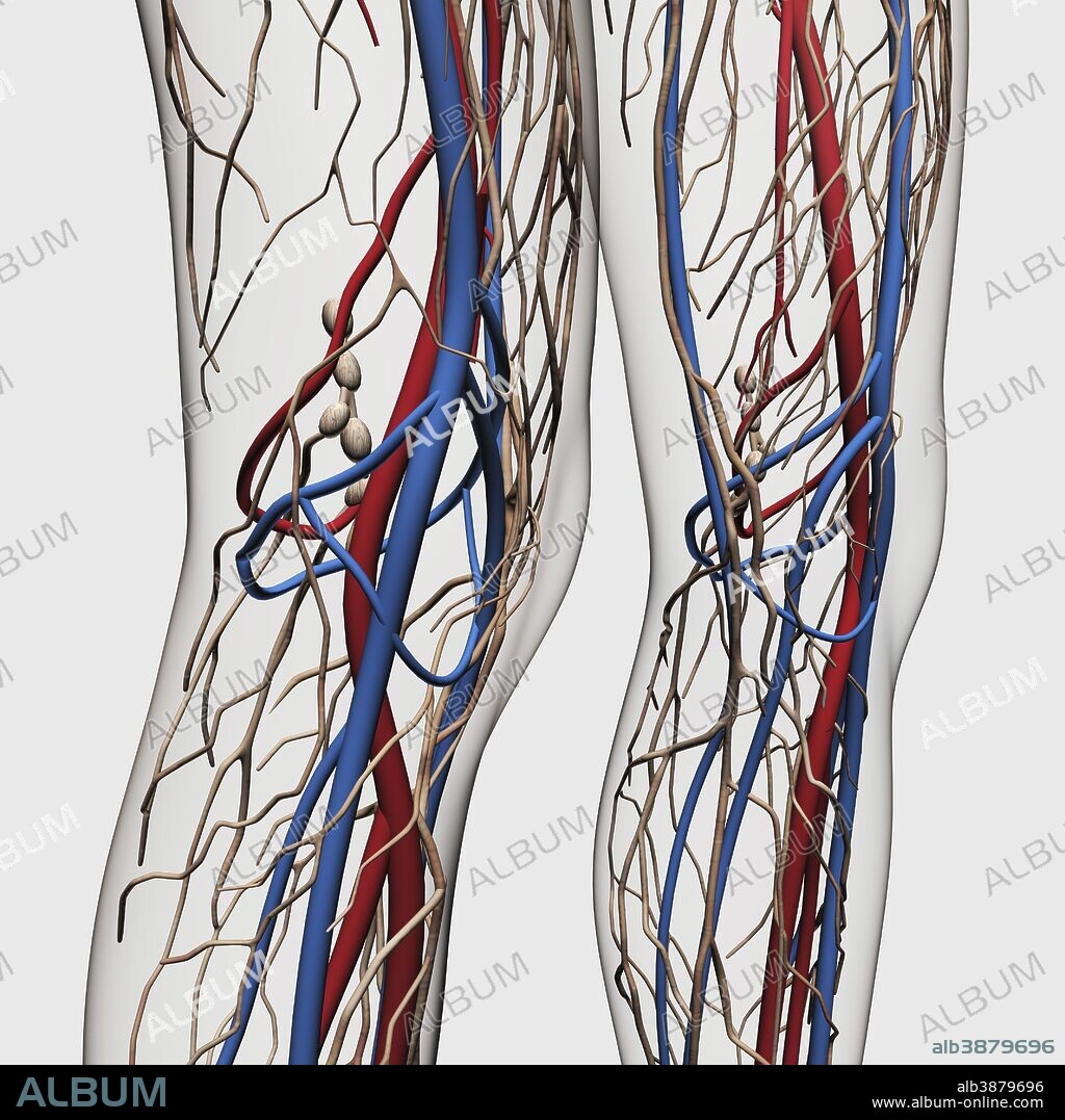 Medical illustration of arteries, veins and lymphatic system in human legs.