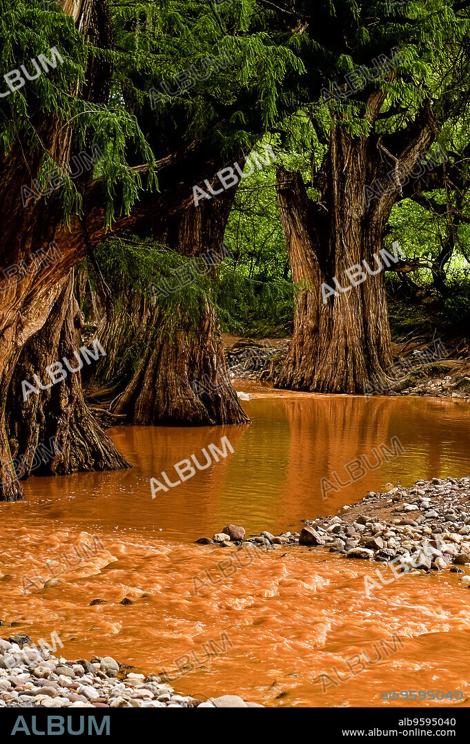 Ahuehuetes next to a grown river, Taxodium mucronatum , Mixteca. State of Oaxaca .Mexico.