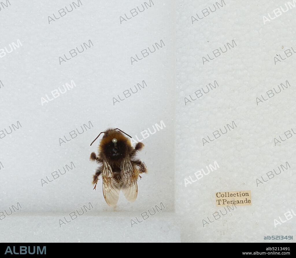 Bombus (Bombus) terrestris (Linnaeus), Animalia, Arthropoda, Insecta, Hymenoptera, Apidae, Apinae.