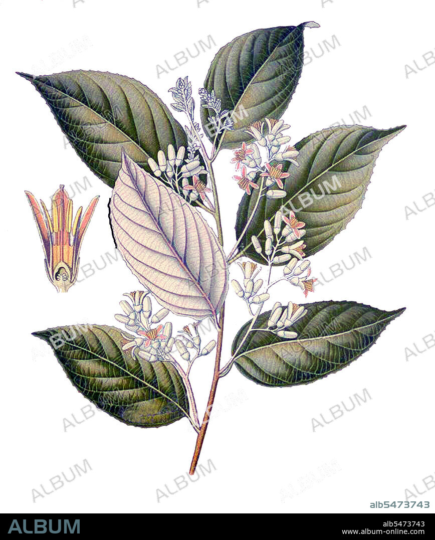 Styrax benzoin is a species of tree native to Sumatra in Indonesia. Common names for the tree include gum benjamin tree, loban (in Arabic), kemenyan (in Indonesia and Malaysia), onycha, and Sumatra benzoin tree. Benzoin resin, a dried exudation from pierced bark, is currently produced from various Styrax species native to Sumatra, Java, and Thailand. Commonly traded are the resins of S. tonkinensis (Siam benzoin), S. benzoin (Sumatra benzoin), and S. benzoides. The name 'benzoin' is probably derived from Arabic luban jawi; compare the obsolete terms 'gum benjamin' and 'benjoin'. This incidentally shows that the Arabs were aware of the origin of these resins, and that by the late Middle Ages at latest international trade in them was probably of major importance.