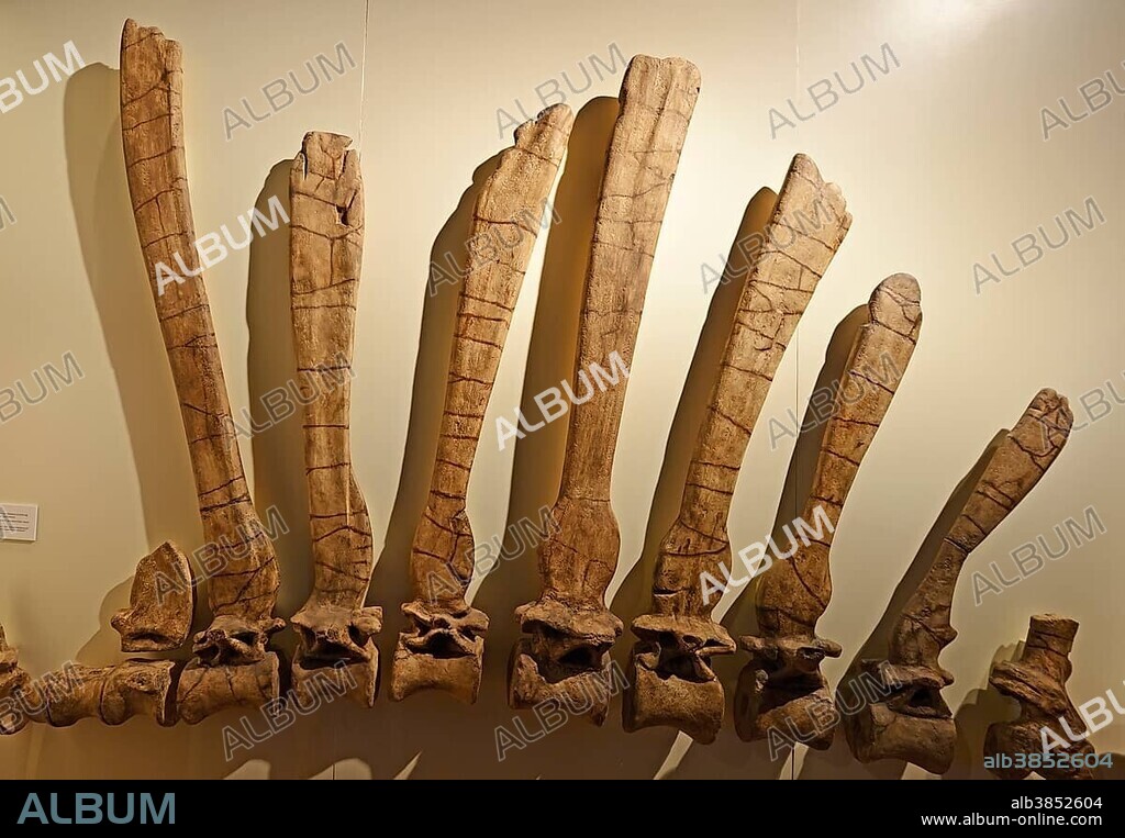 Part of the spine and back bones of the biggest carnivorous dinosaur (Spinosaurus aegyptiacus), Naturkundemuseum, Natural history museum, Berlin, Germany