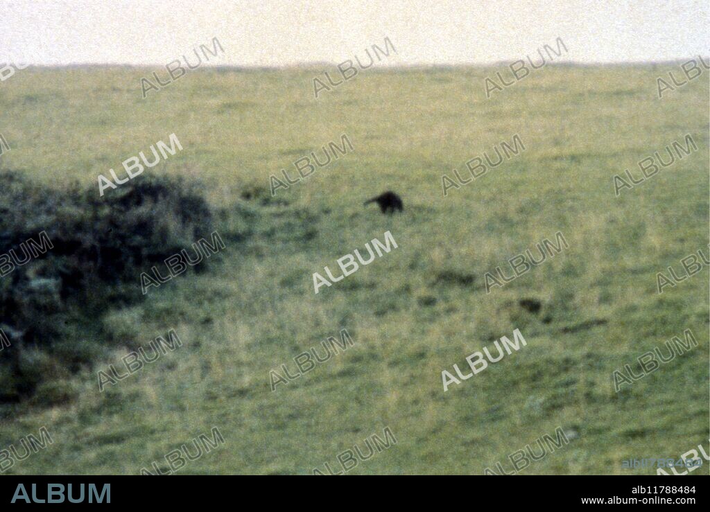the 'Black Beast of Exmoor', unidentified big cat, photographed in south-west England in 1987 by Trevor Beer. ©2006 Fortean / TopFoto.