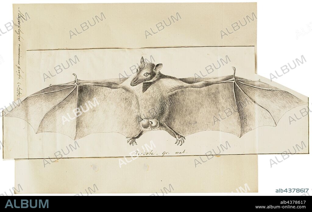 Macroglossus minimus, Print, The long-tongued nectar bat (Macroglossus minimus), also known as the northern blossom bat, honey nectar bat, least blossom-bat, dagger-toothed long-nosed fruit bat, and lesser long-tongued fruit bat, is a species of megabat. M. minimus is one of the smallest species in the family Pteropodidae, with an average length of 60–85 mm. It has a reddish-brown colouring with relatively long hair compared to the other species. The hair on the abdomen is a lighter colour, and a dark brown stripe runs bilaterally down the top of the head and back., 1700-1880.