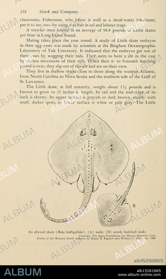 Shadows in the sea, Philadelphia, Chilton Books [1963], Woods Hole, Chondrichthyes, Abyssal Skate, Rajella bathyphila, The illustration depicts two male Little skates, showcasing their distinct features. The larger skate is depicted in a detailed side view, with its flattened body emphasizing its broad pectoral fins, which extend outwards. The skin texture is detailed, highlighting the rough, sandpaper-like surface, typical of these cartilaginous fish. The smaller skate, labeled as a newly hatched version, is shown above the larger skate, illustrating the differences in size and developmental stage. Specific anatomical features, such as the pointed snout, large eyes, and distinctive dorsal and ventral surfaces, are emphasized.