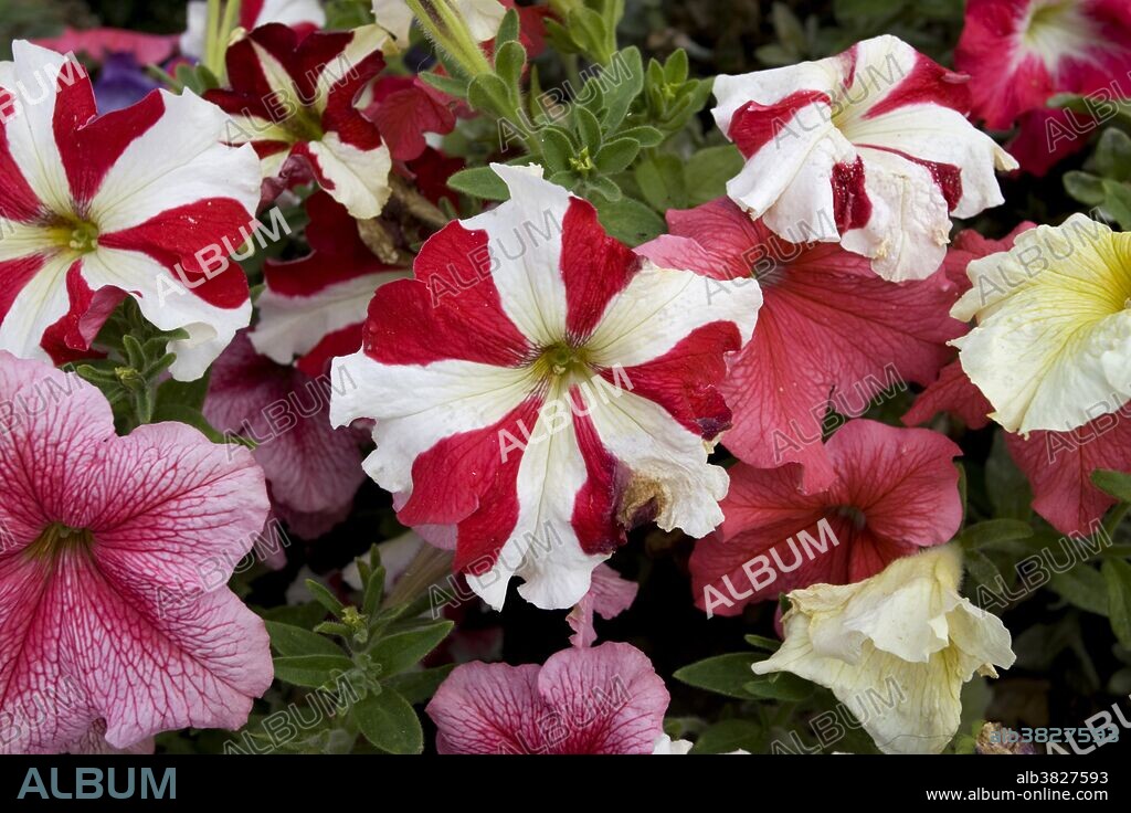 Surfinia Flowers, France