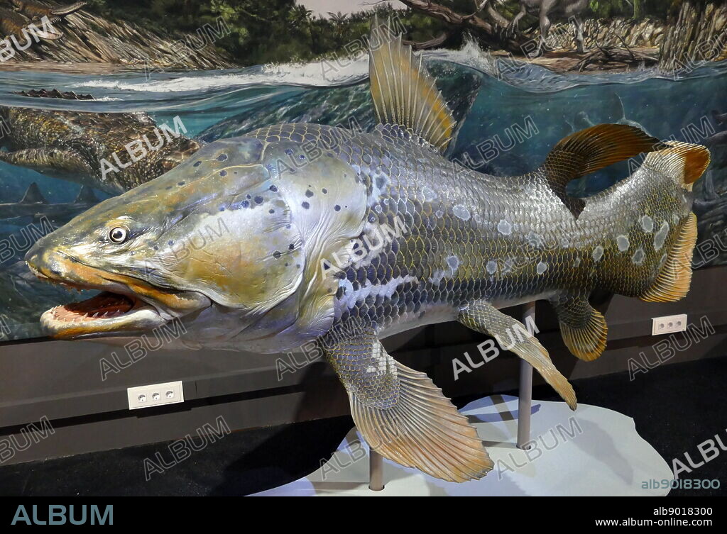 Mawsonia lavocati was an extinct genus of prehistoric coelacanth fish, and the largest of this group, up to several meters long. It lived during the Cretaceous period (99 to 112 million years ago). Fossils have been found in Africa and South America. Mawsonia was first described by British palaeontologist Arthur Smith Woodward in 1907.
