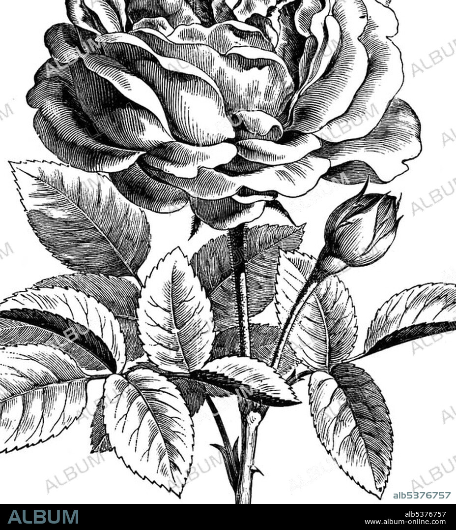 Rose La Reine, historical illustration, Theodor Lange, General Illustrated Garden Book, Volume 1, Leipzig 1902, p. 413, fig. 461.