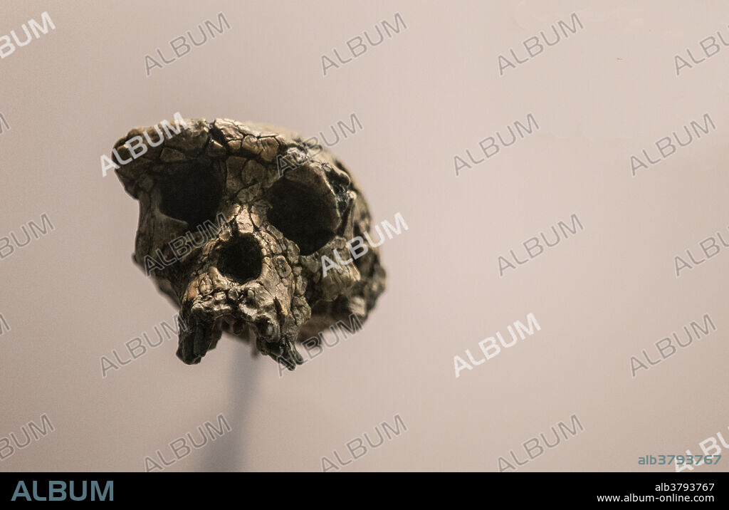 Skull of Sahelanthropus tchadensis, found in Toros-Menalla, Chad. It has been dated to about 7 to 6 million years old. Model of the original. Specimen number: TM266-01-060-01.