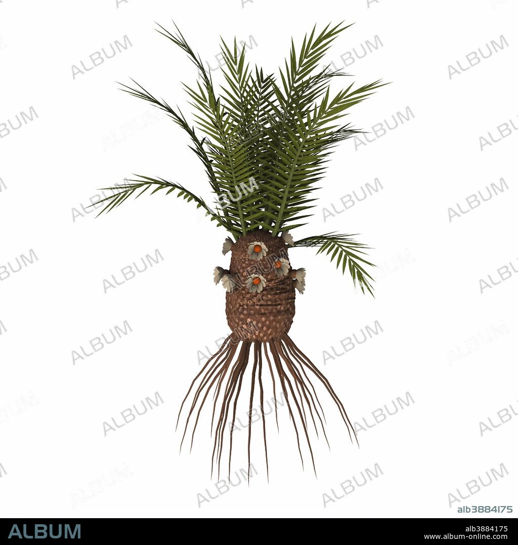 Cycadeoidea plant on white background. Cycadales, but mostly Cycadeoideae were so abundant during the Jurassic period that Jurassic is often called the Cycads age. Some of these plants could grow as tall as trees.