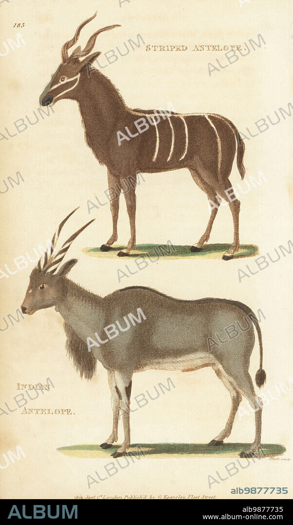Greater kudu, Tragelaphus strepsiceros, and common eland, Taurotragus oryx. Striped antelope, Antilope strepsiceros, and Indian antelope, Antilope oreas. Handcoloured copperplate engraving by James Heath from George Shaws General Zoology: Mammalia, Thomas Davison, London, 1801.