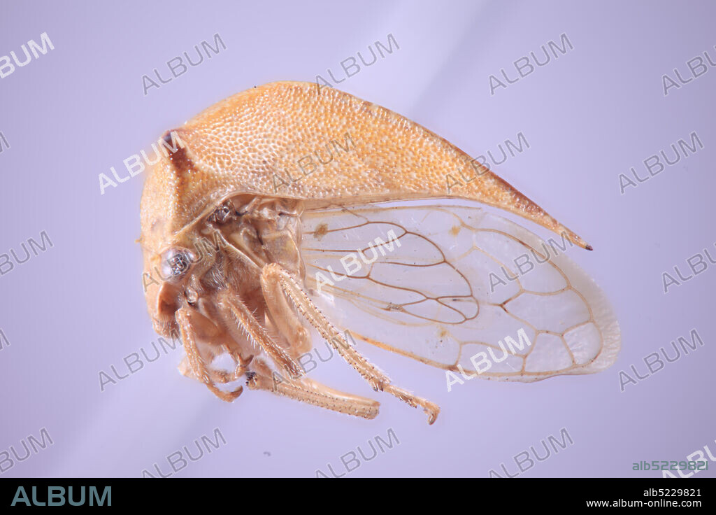 Male, Beaumont, Riverside, California, United States, Tortistilus albidosparsa bubaliformis Caldwell, 1949, Animalia, Arthropoda, Insecta, Hemiptera, Homoptera, Membracidae.