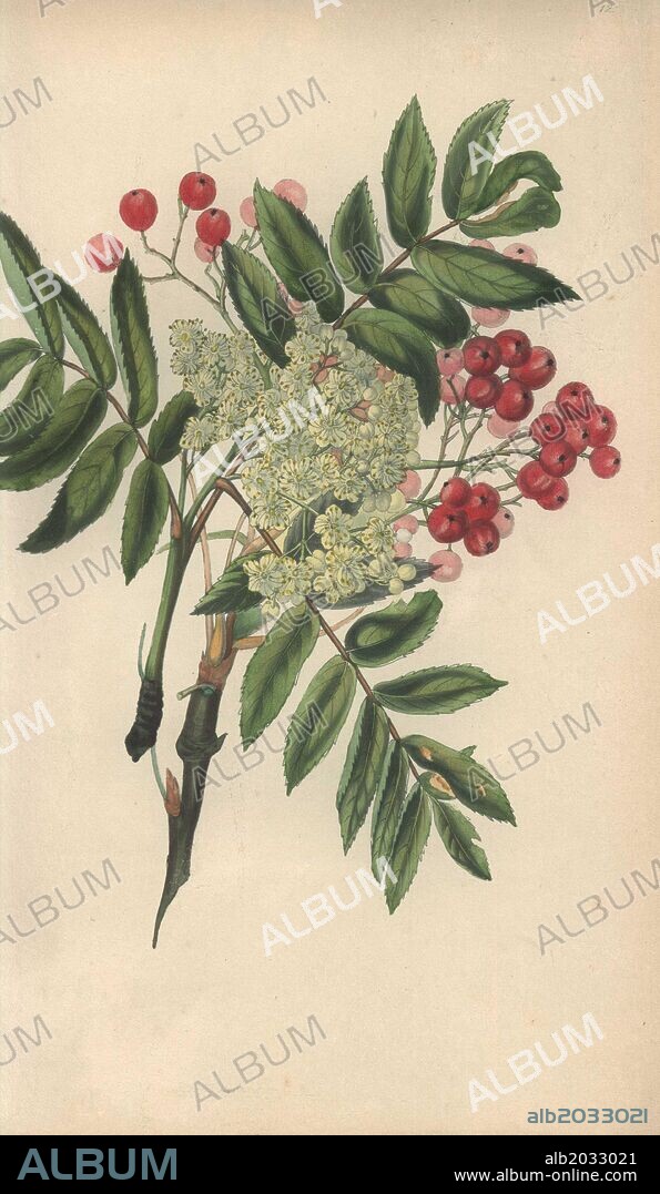 Rowan tree or mountain ash with flowers and red berries, Sorbus aucuparia. Handcoloured botanical illustration drawn from nature by Mrs. Rebecca Hey from her own "Spirit of the Woods," London, Longman, Rees, 1837. Rebecca Hey was a Victorian writer, poet and artist who wrote "Moral of Flowers" 1833 and "Recollections of the Lakes" 1841. The plates were probably engraved by William Clark, former draughtsman to the London Horticultural Society, and engraver on Hey's previous book.