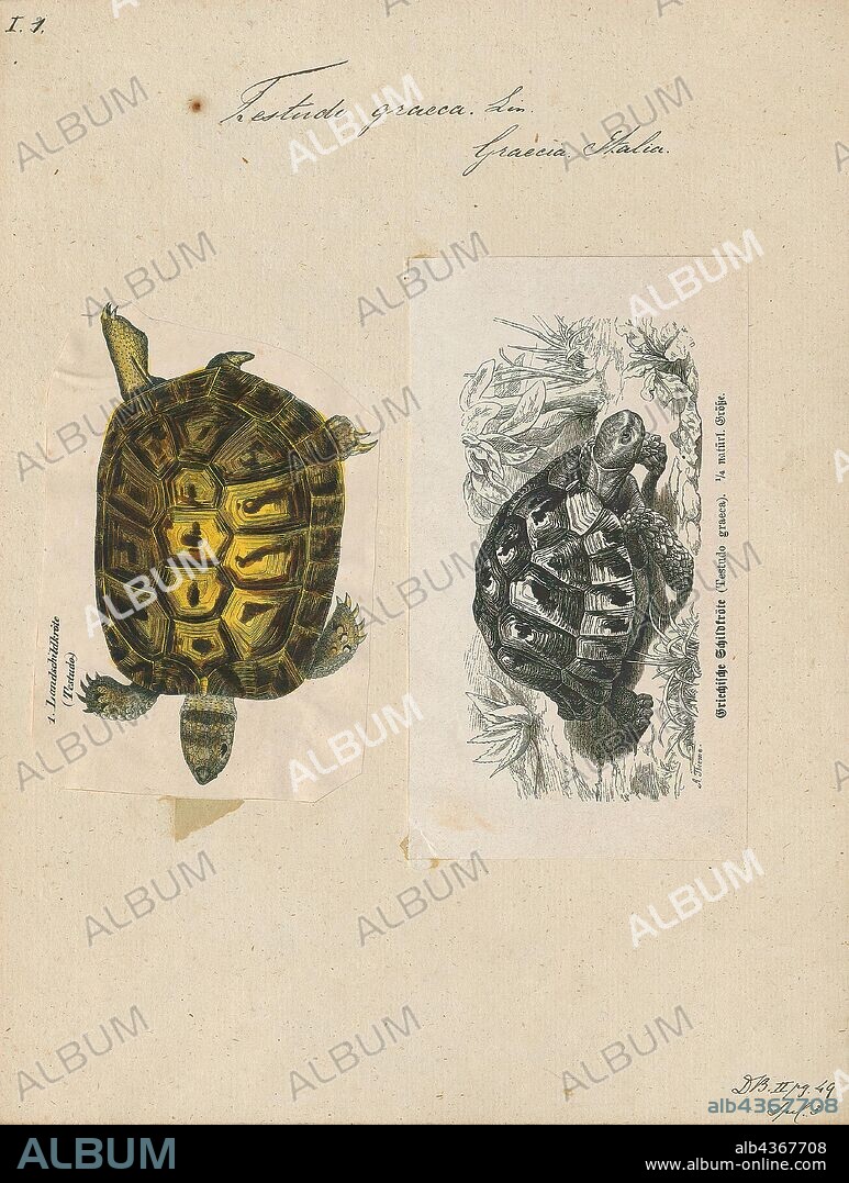 Testudo graeca, Print, The Greek tortoise (Testudo graeca), also known commonly as the spur-thighed tortoise, is a species of tortoise in the family Testudinidae. Testudo graeca is one of five species of Mediterranean tortoises (genera Testudo and Agrionemys). The other four species are Hermann's tortoise (Testudo hermanni), the Egyptian tortoise (Testudo kleinmanni), the marginated tortoise (Testudo marginata), and the Russian tortoise (Agrionemys horsfieldii). The Greek tortoise is a very long-lived animal, achieving a lifespan of upwards of 125 years, with some unverified reports of up to 200 years., 1700-1880.