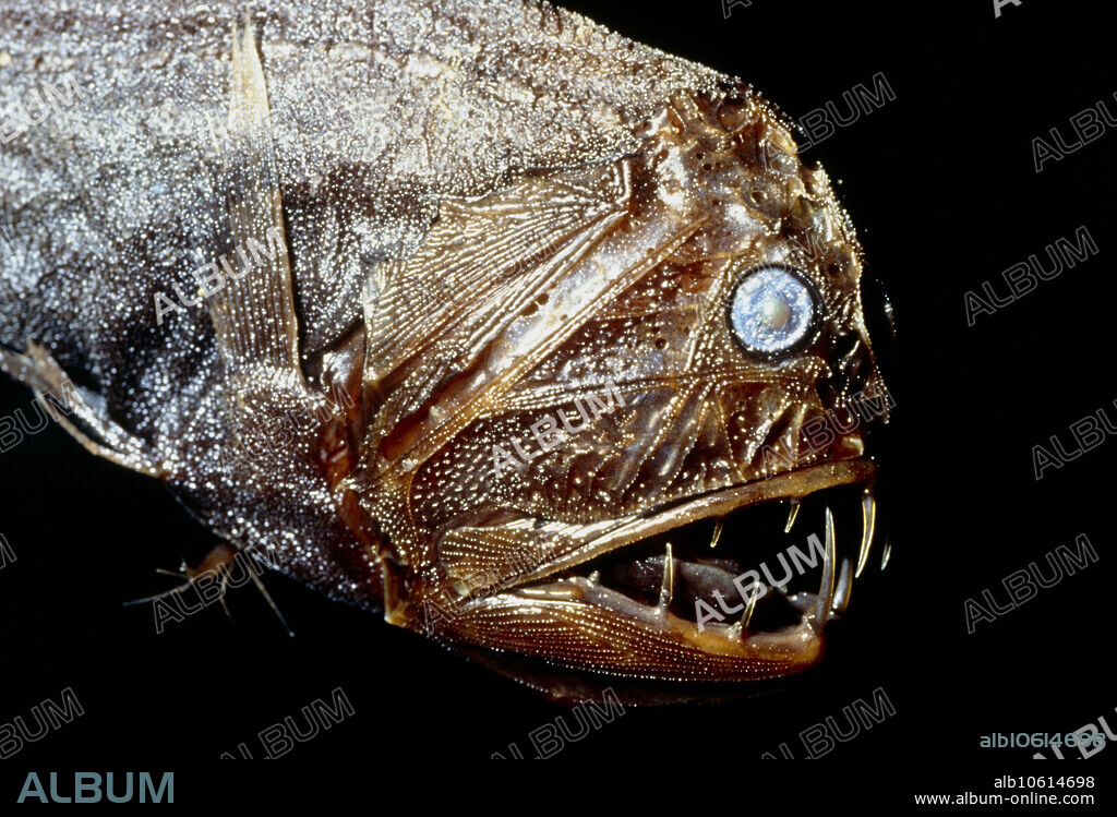 Fangtooth fish. View of a deep sea ocean fish known as a fangtooth, Anoplogaster cornuta. This fish is also called the ogre fish because of its fearsome appearance. The juveniles of this species are so different to the adults that they were given a totally different genus (Caulolepsis). If took fifty years for scientists to realise the mistake. The fangtooth is found in tropical waters down to about 4800 metres.