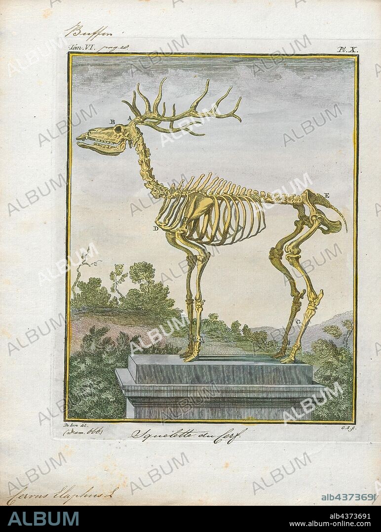 Cervus elaphus, Print, The red deer (Cervus elaphus) is one of the largest deer species. The red deer inhabits most of Europe, the Caucasus Mountains region, Asia Minor, Iran, parts of western Asia, and central Asia. It also inhabits the Atlas Mountains region between Morocco and Tunisia in northwestern Africa, being the only species of deer to inhabit Africa. Red deer have been introduced to other areas, including Australia, New Zealand, United States, Canada, Peru, Uruguay, Chile and Argentina. In many parts of the world, the meat (venison) from red deer is used as a food source., skeleton.