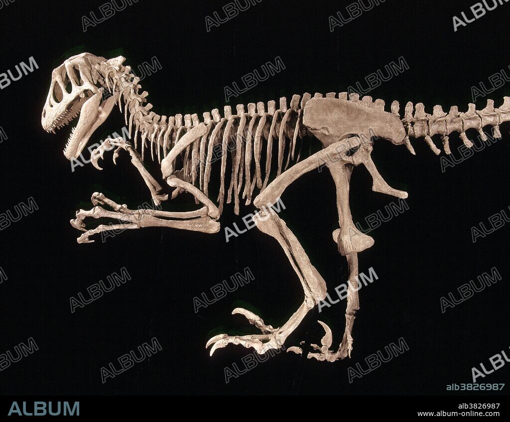 Dinosaurs, Theropods. Utahraptor, Lower Cretaceous, Utah, USA. Specimen: Collections College of Eastern Utah Prehistoric Museum, Price, Utah, USA.