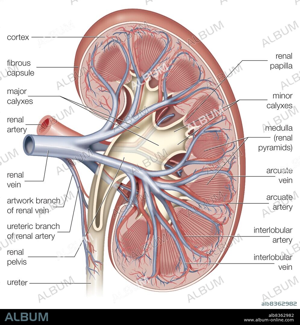 Cross section of the right kidney showing the major blood vessels.