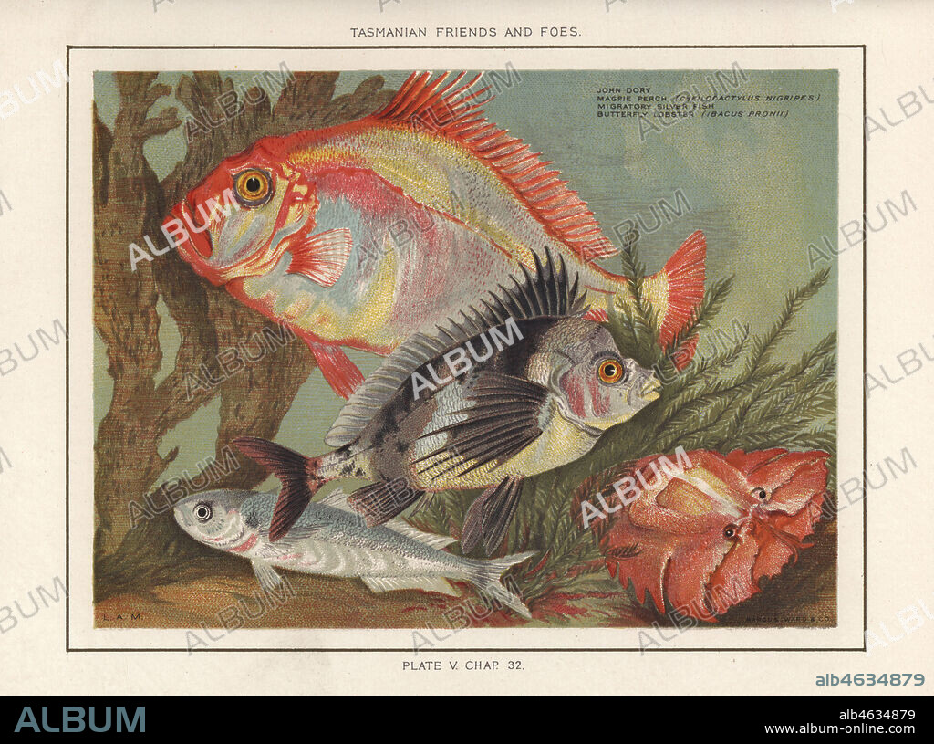 John Dory, Zeus faber, magpie perch, Cheilodactylus nigripes, migratory silver fish, and butterfly lobster, Ibacus peronii. Chromolithograph after an illustration by Louisa Anne Meredith from her book Tasmanian Friends and Foes, Feathered, Furred and Finned, Marcus Ward, London, 1881.