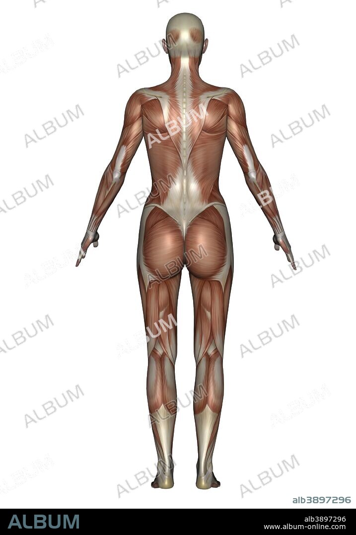 Anatomy of female muscular system, back view.
