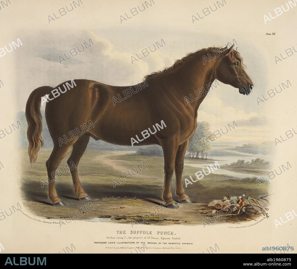 WILLIAM NICHOLSON and DAVID LOW. The Suffolk Punch. The Breeds of the Domestic Animals ... London, 1842. Source: 578.m.32, plate VII.