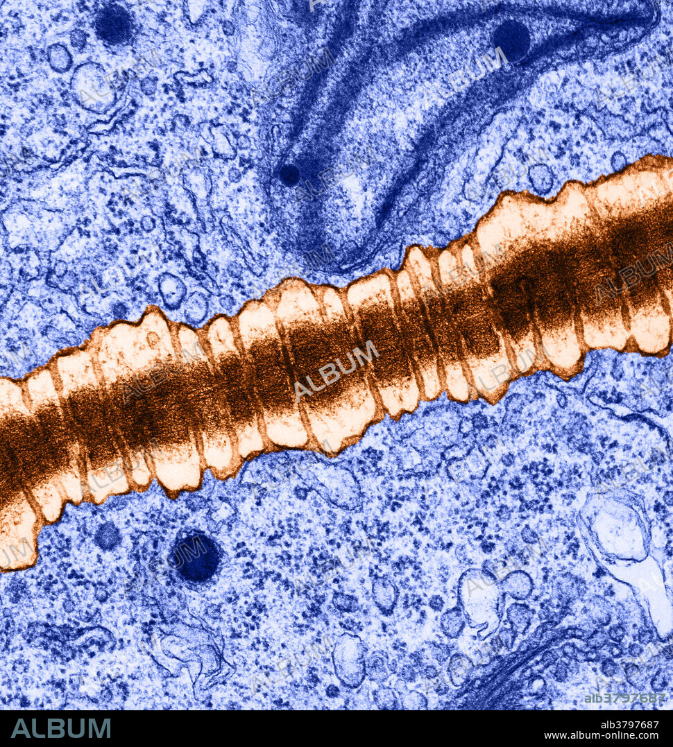 Colour enhanced transmission electron micrograph of cell wall formation in Chara, a member of the Charophyceae or stoneworts. Note the plasmodesmata, channels of cytoplasm through which plant cells communicate with each other. Magnification: 35,000x at 5' x 5'.